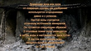 Замачивание семян в зольном настое