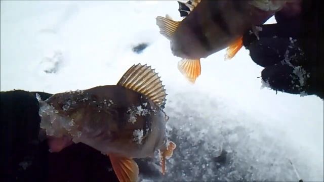 Зимняя рыбалка на окуня.Старицы Припяти раздают.Первый лёд 2021-2022. смотреть онлайн