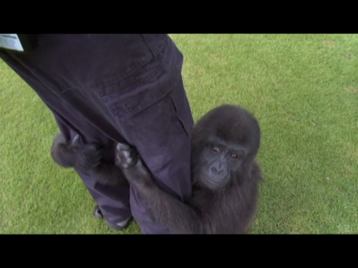 Школа горилл (Gorilla School) смотреть онлайн