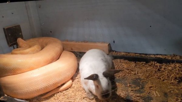 Huge Python Vs Huge Rabbit! Food Chain In Action!