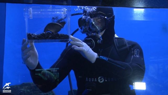 Яйцо древнейшей акулы смотреть онлайн