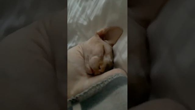 Канадский Сфинкс, это нужно видеть))) смотреть онлайн