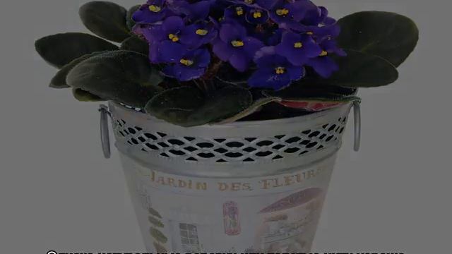 Фитильный полив фиалок — как сделать своими руками