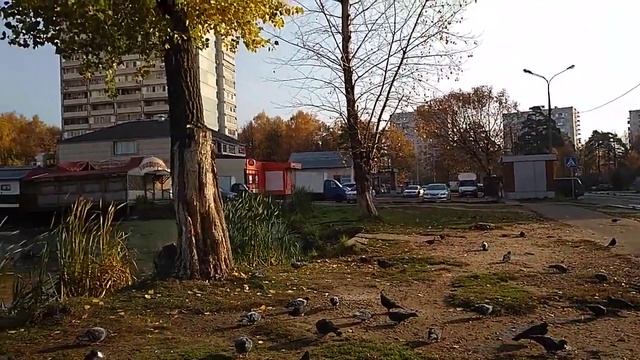 Одинцовский городской пруд. смотреть онлайн