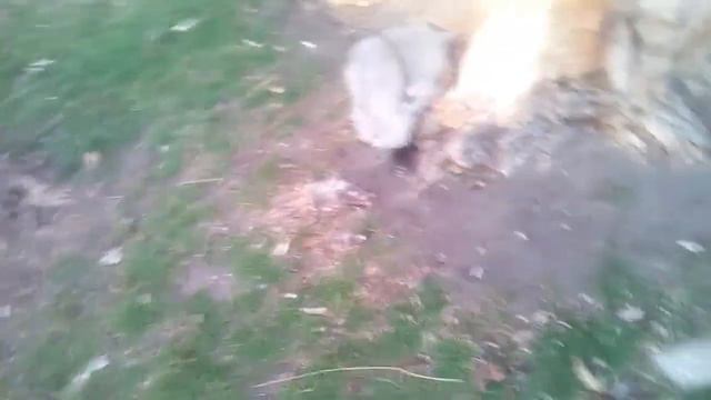 Лизы, Херейда, Саши. нет куда делась вся пушистая банда, и кто остался. последние видео про котят 😢 смотреть онлайн