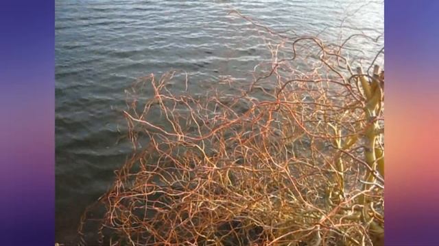 Вечерняя прогулка по Бугскому Гарду. смотреть онлайн