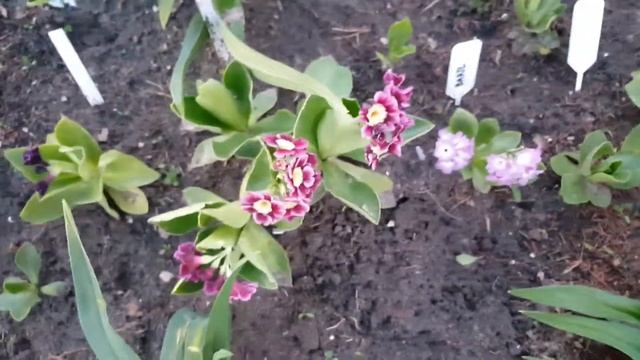 Аурикулы - ушковые примулы . Primula . Aurikula . смотреть онлайн