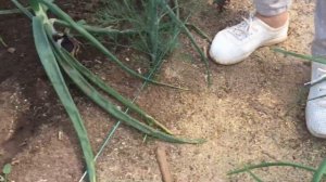 Как сформировать семейный лук