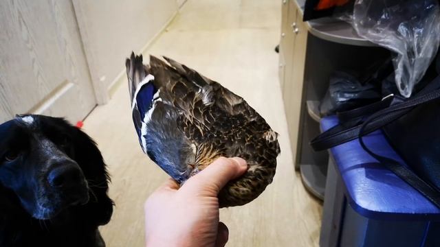 Работа спаниеля над подачей дикой утки