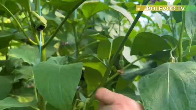 ФОРМИРОВКА БАКЛАЖАНА! #баклажаны #агробизнес #агроном #полеводтв смотреть онлайн