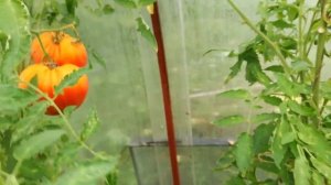 Ещё раз про «Дынюшку  F1», томат в теплице. 02.09.19