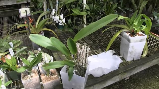 Cattleya Rex Culture • Catasetum Update • 26 May 2019