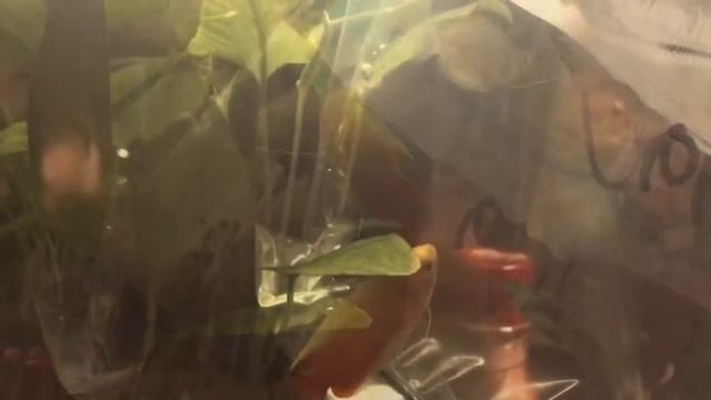 Honey gourami first meeting and flirt - colisa chuna смотреть онлайн
