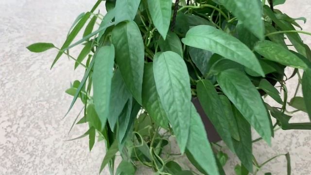 Cebu Blue Pothos at Walmart - Epipremnum Pinnatum October 2019 смотреть онлайн