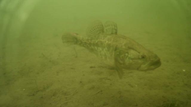 Ловля ротана со льда. Подводная съёмка смотреть онлайн