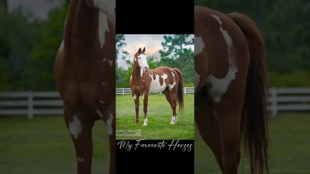 Пейнтхорс || Paint Horse ✨️?#лошади#horse#schleich#schorts#рекомендации#myfavouritehorses#painthors смотреть онлайн