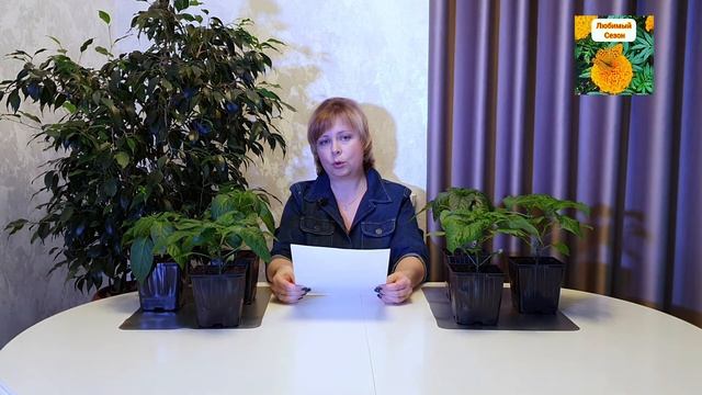 КАК ВЫРАСТИТЬ КРЕПКУЮ, КОРЕНАСТУЮ РАССАДУ. смотреть онлайн