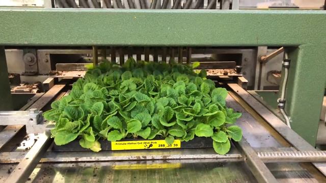 Primula Hethor 288 Transplant Machine смотреть онлайн