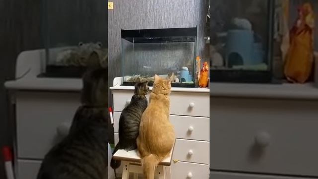 Мышов показывают смотреть онлайн