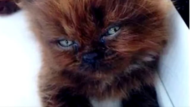 Девушка спасла брошенного котёнка. А спустя год она сильно пожалела! смотреть онлайн