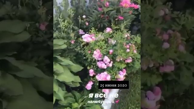 КЛУМБА С ПИОНАМИ И РОЗАМИ. смотреть онлайн