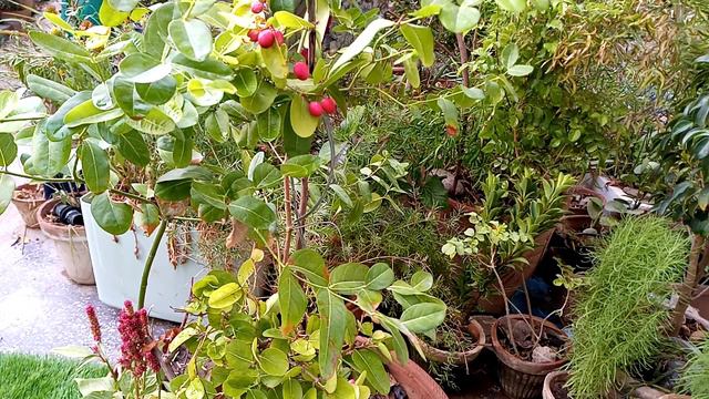 Karonda Plant/Carissa Carandas Information(Urdu Hindi)