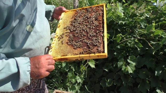 Простой способ хранения маток и как сохранить старых маток смотреть онлайн