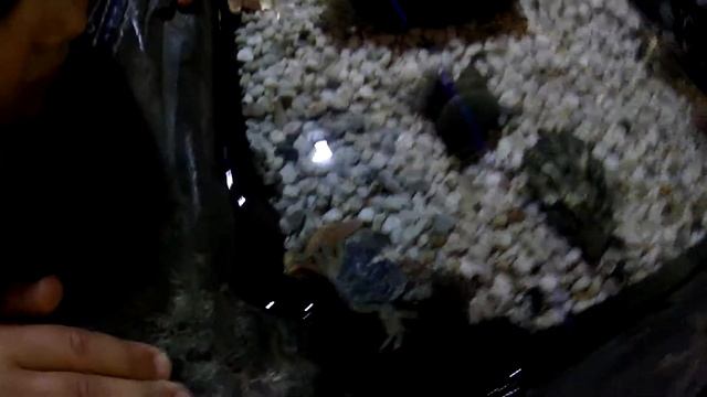 Океанариум Подводный мир Краб Морская Звезда Underwater World Crab Sea Star смотреть онлайн