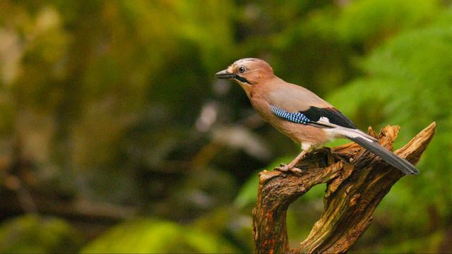 Животные в красивом видео 12K HDR 60fps Dolby Vision смотреть онлайн