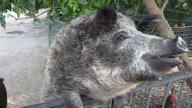 Прожорливый кабан поедающий шоколадные конфеты - прикольный животные смотреть онлайн