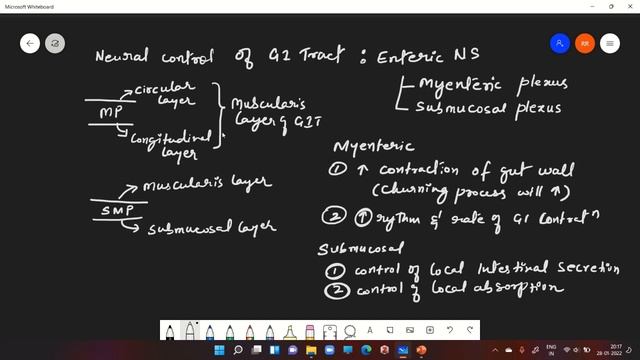 Human Digestive system- Neuronal control of GIT смотреть онлайн