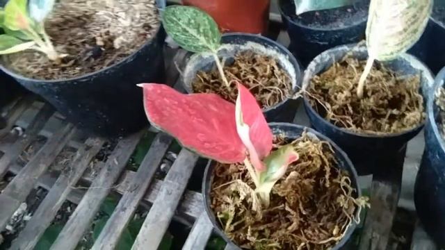 AGLAONEMA KOCHIN ELEANOR BABY смотреть онлайн