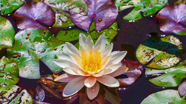 FLEURS DE LOTUS / LOTUS FLOWERS - Musique de relaxation - méditation - apaisement du stress смотреть онлайн