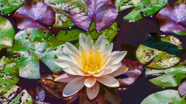 FLEURS DE LOTUS / LOTUS FLOWERS - Musique de relaxation - méditation - apaisement du stress
