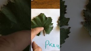 Как отличить сорта винограда. Ркацители, Первенец Магарача и Цитрон