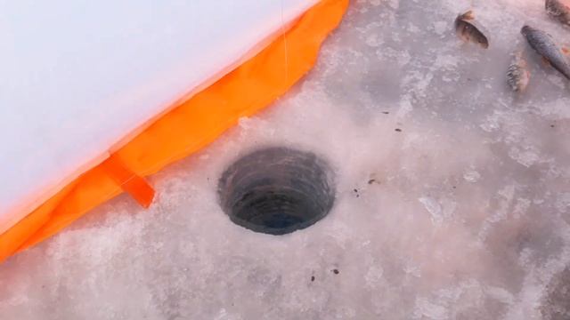 Зимняя рыбалка озеро ШАКША 23.02.2020 смотреть онлайн