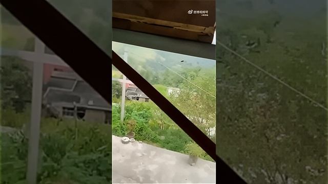 Как пчеловод защищает саоих пчел от нападения шершней) смотреть онлайн