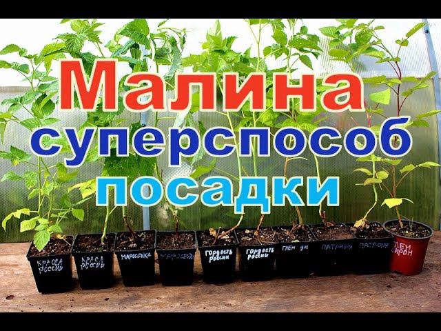 МАЛИНА НОВЫЙ СУПЕРСПОСОБ ПОСАДКИ смотреть онлайн