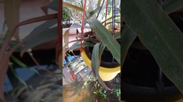 "Хищные"растения.Непентес. смотреть онлайн