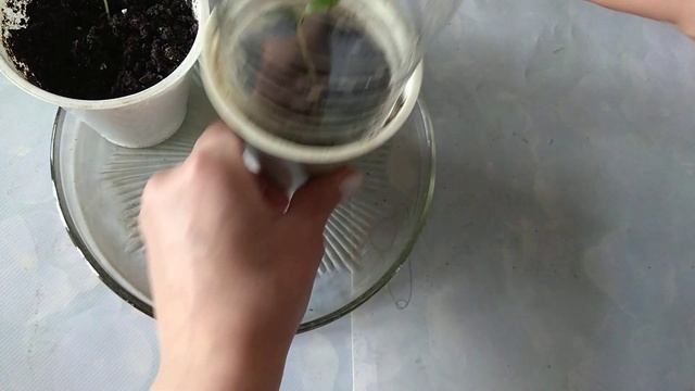 ❤?ВЫТЯНУЛАСЬ РАССАДА ПЕРЦА. ЧТО ДЕЛАТЬ??? смотреть онлайн