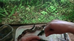 Как закрепить мох на корягу. Мох в аквариуме. Аквариумный мох на ветке. Рождественский мох.