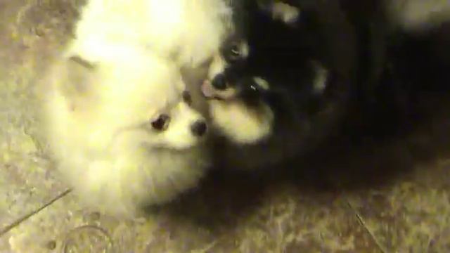 Свитти 30 11 17 смотреть онлайн