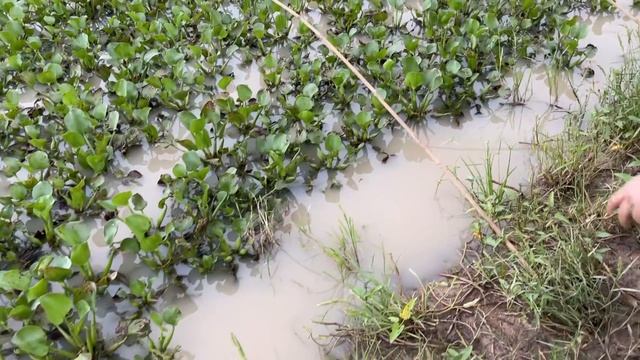 Epic survival fish trapping skills with giant ghost snails смотреть онлайн