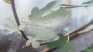 инжир в горшке,кадке.