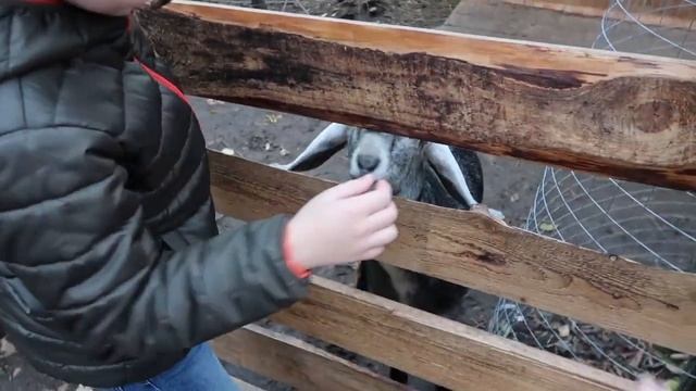 Говорящий КозЁл ВОНЮЧКА и ЕДИНСТВЕННЫЙ в мире говорящий БАран смотреть онлайн