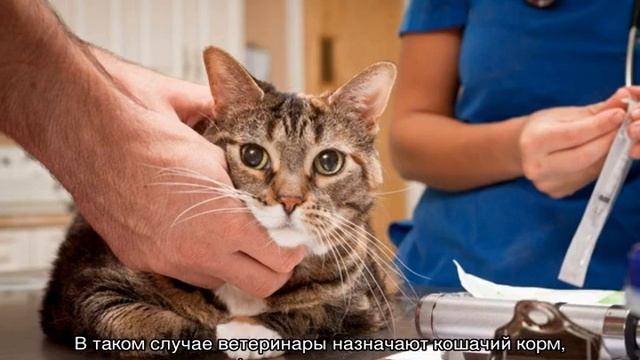 Творчество бровей