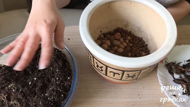 Калатея Пересадка и Уход смотреть онлайн