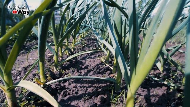 В грядку перед посадкой чеснока озимого добавляю... Чеснок растет с кулак! Что добавить под чеснок смотреть онлайн