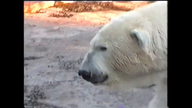 Зоопарк до реконструкции смотреть онлайн