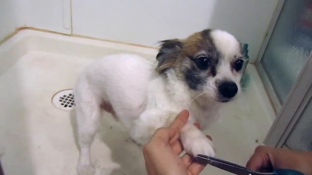 Giving Jack a haircut - Papillon/chihuahua grooming смотреть онлайн